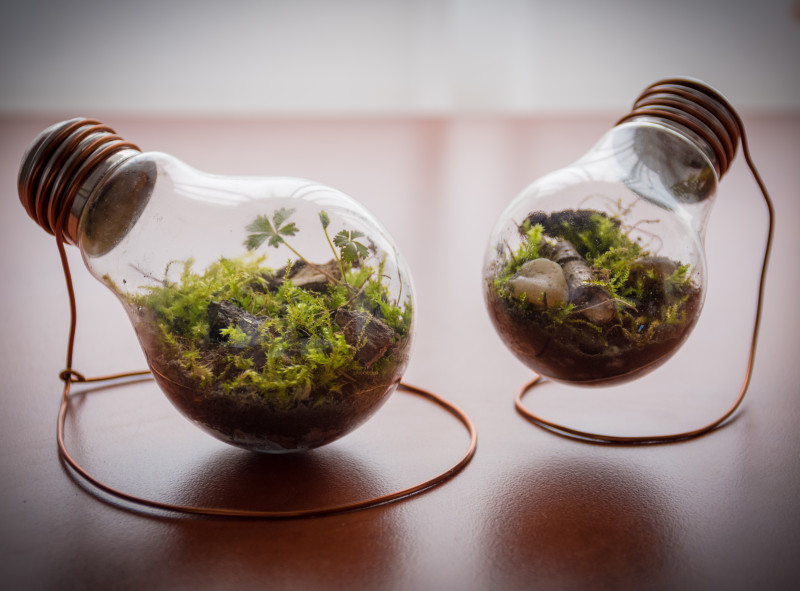 Terrário. Mini-Jardim. Freepik