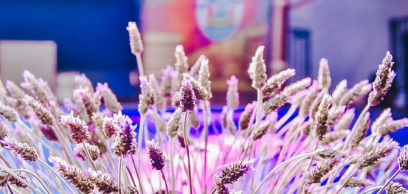 Festa Nacional da Lavanda promove a produ&ccedil;&atilde;o da flor em Morro Reuter | Rodrigo Ziebell/Pal&aacute;cio Piratini/Divulga&ccedil;&atilde;o/JC