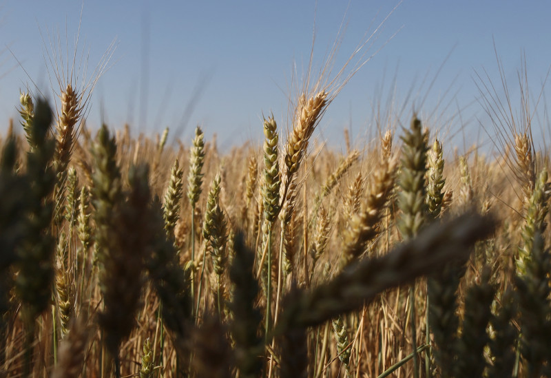Com o plantio de trigo, triticale, cevada e centeio, a intenção é potencializar áreas não utilizadas nos períodos de frio