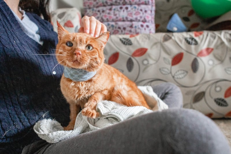 Iniciativa resgata, realiza tratamentos e encaminha para adoção responsável gatos que vivem nas ruas da Capital