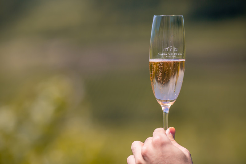 Vinícolas têm programação especial na vindima