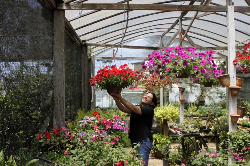 Kelly Costa aprendeu a cuidar das flores e plantas com seu pai, que segue ajudando no negócio até hoje  Foto: ISABELLE RIEGER/JC