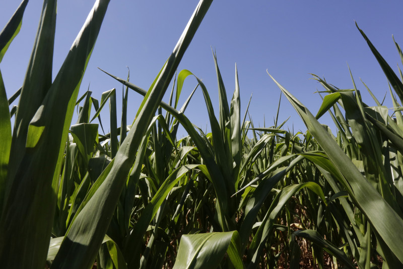 Financiamentos de milho e soja não terão redução de juros neste Plano Safra