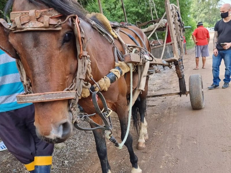 Veículos de tração animal não poderão circular entre 10h e 16h até março