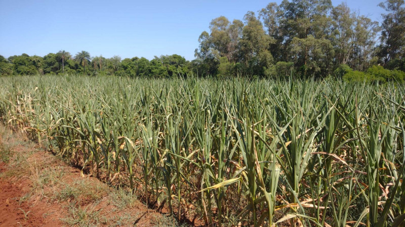 Cerca de R$ 300 milhões irão para atendimento aos agricultores 