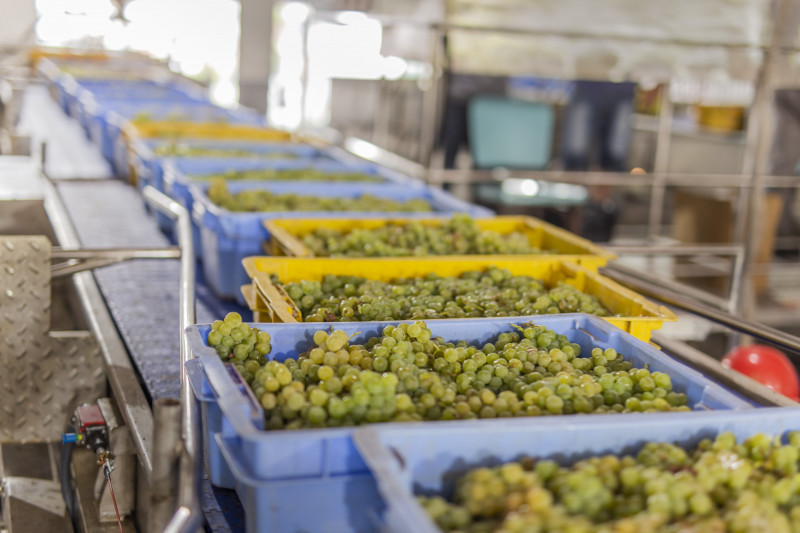 A uva fresca está entre os alimentos que poderão ser adquiridos via compras governamentais flexibilizada