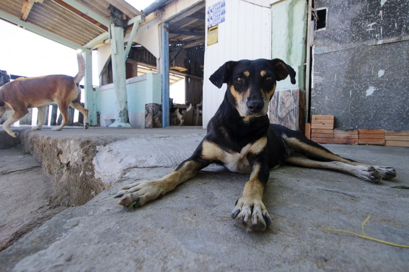Para participar, as ONGs precisarão ser aprovadas pelo Ministério do Meio Ambiente e Mudança do Clima
