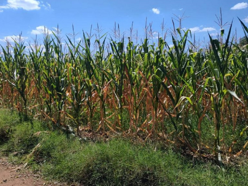 Mat&eacute;ria-prima utilizada poder&aacute; ser milho (foto) ou cana-de-a&ccedil;&uacute;car
