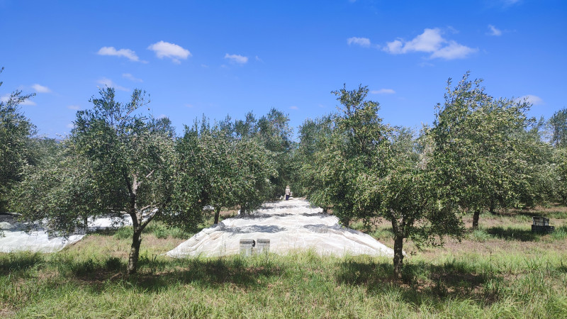 Os olivais da Prosperato renderam 700 toneladas em 2022, com produção de 70 mil litros no lagar