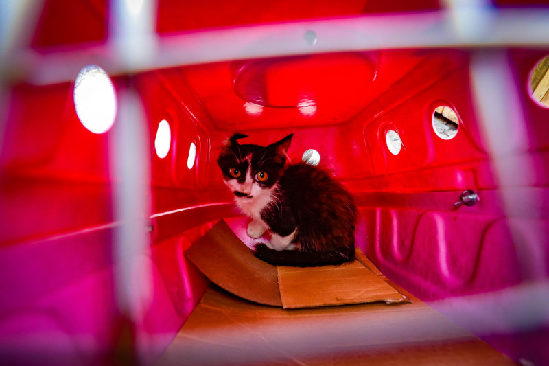 Na Restinga, foram cadastrados 670 animais para procedimentos de castração