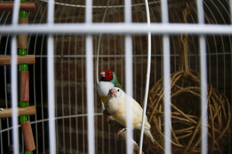 Ao todo, foram resgatados 24 animais nativos e 17 esp&eacute;cies ex&oacute;ticas 