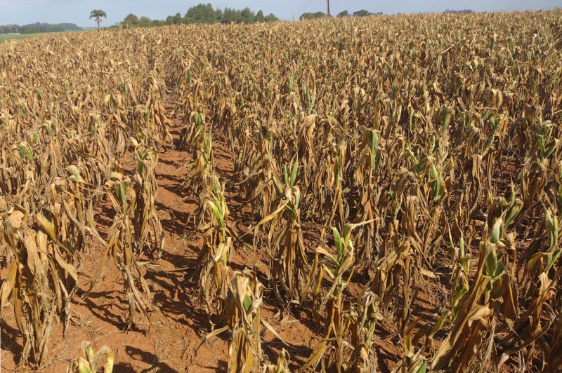 Falta de chuva e as altas temperaturas registradas nos últimos meses já levaram 235 municípios do RS a decretarem situação de emergência