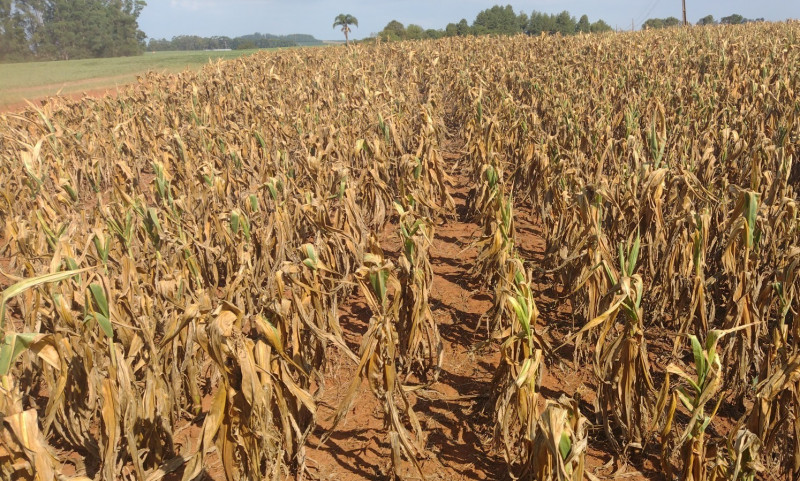 Lavouras de milho foram as mais afetadas pela escassez de chuvas no Rio Grande do Sul