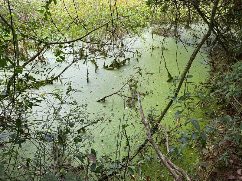 Uma das nascentes apresentou eutrofização, quando há excesso de algas e prejuízo aos organismos do corpo hídrico