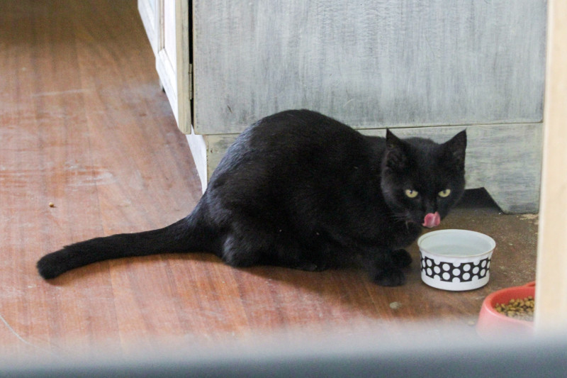 Programa Melhores Amigos é voltado à esterilização de fêmeas de gatos e cães