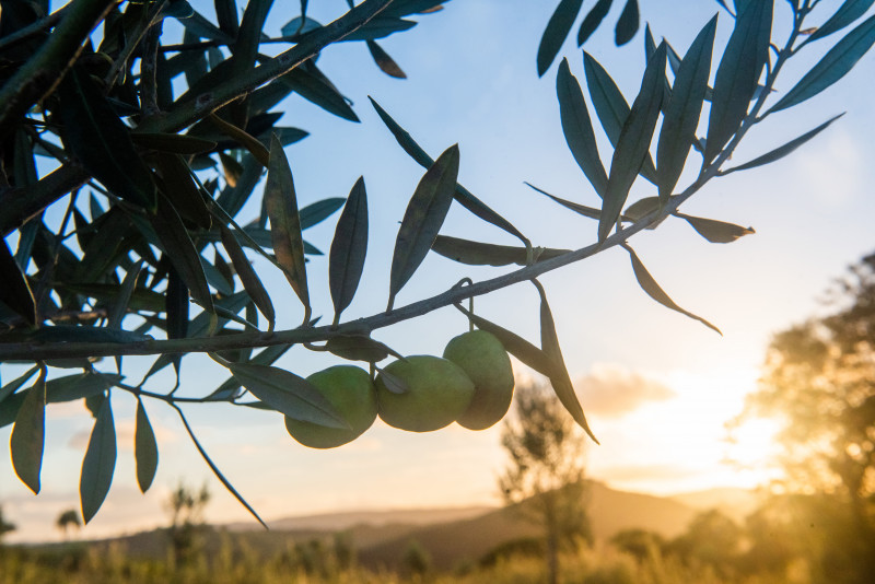 Fazenda Serra dos Tapes, em Canguçu, foi uma das propriedades visitadas pelo especialista italiano