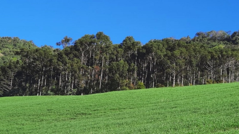 A certificação é gratuita e deve ser requerida ao Estado, de forma online, via Sistema Online de Licenciamento Ambiental