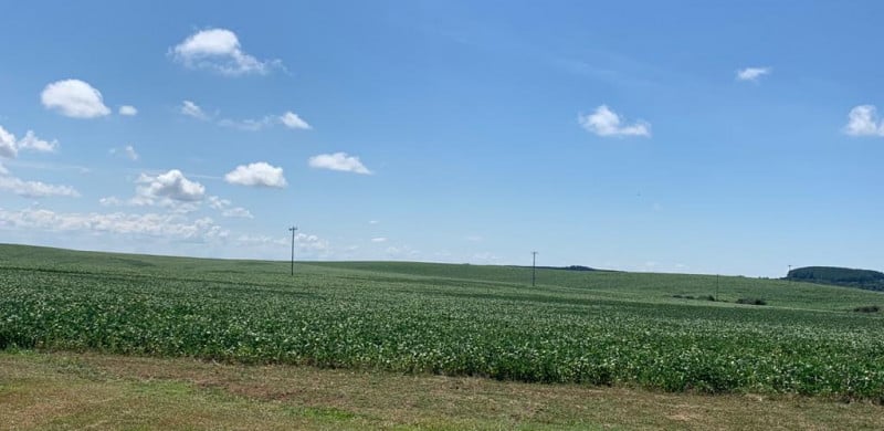 Semeadura regionalizada da soja deve começar a partir de outubro no RS