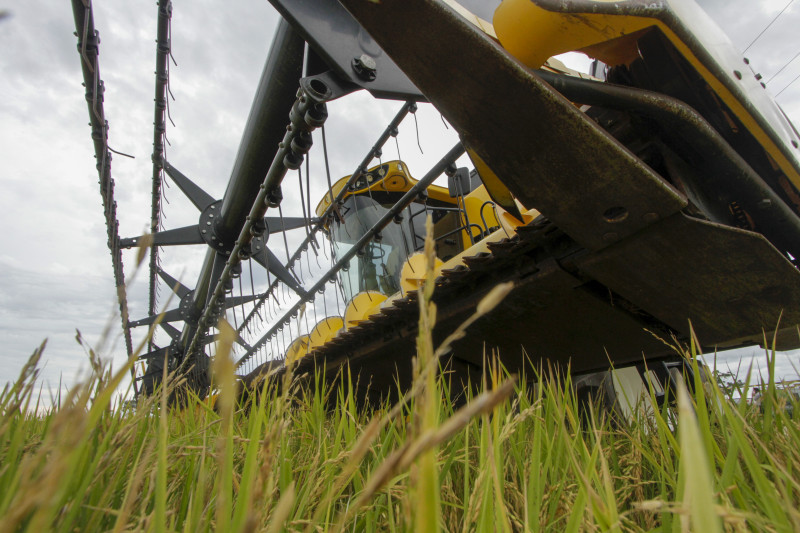 Queda no preço dos insumos e cotação do grão podem estimular aumento de área no próximo plantio