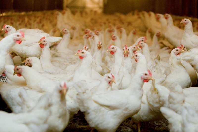 Queda projetada de 2% nas exportações pode ser recuperada com volta da China às compras do Brasil, projeta Ricardo Santin, da ABPA