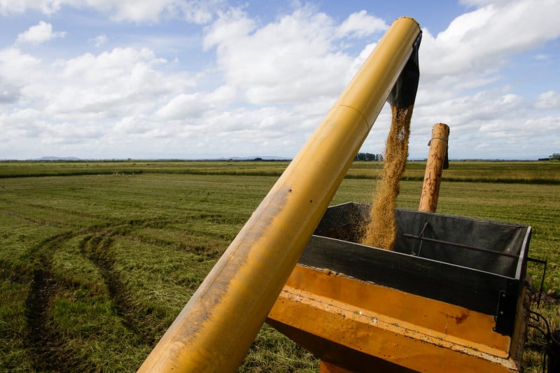 Com maior área de produção e excedente na colheita, preço para produtores da Metade Sul chega a ser R$ 20 menor que a média