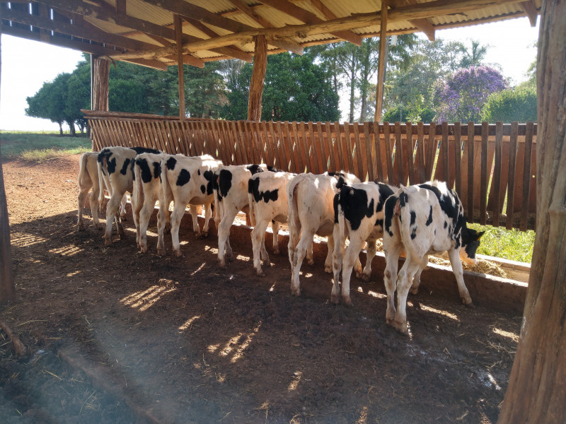 Produção leiteira é uma das mais atingidas pela seca