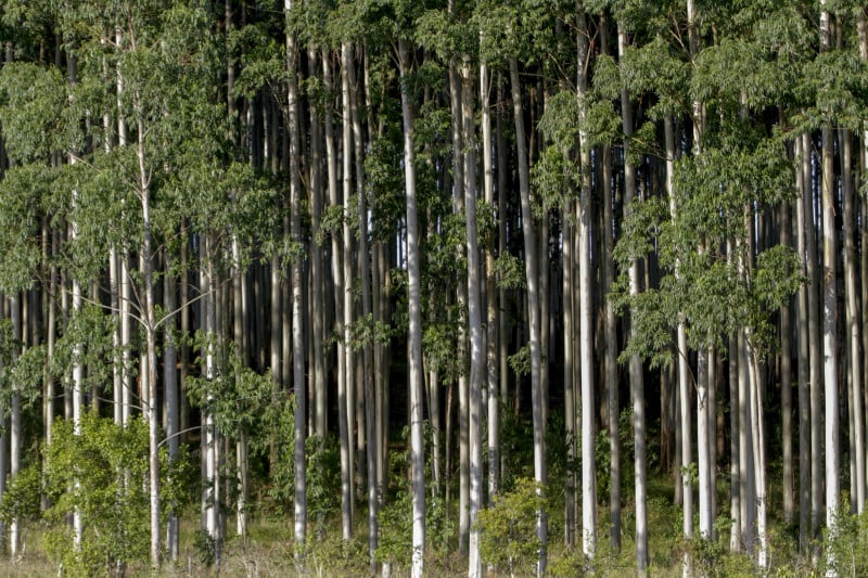 Área plantada de eucalipto no Rio Grande do Sul deve crescer, especialmente nas Regiões Sul e Centro-Sul
