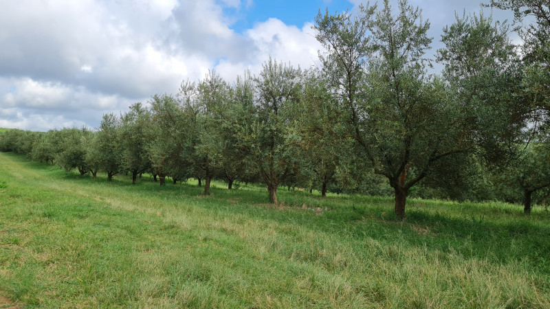 A marca gaúcha prevê colher em torno de 400 toneladas de oliva nesta safra