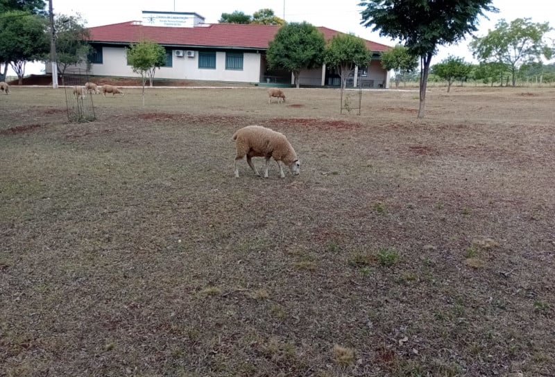 Quebra na produção de grãos e pouca oferta de alimento para os animais liga alerta em escola de São Luiz Gonzaga