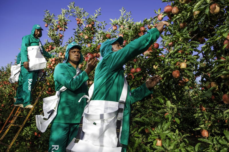 como conseguir qualquer fruta permanente de graca