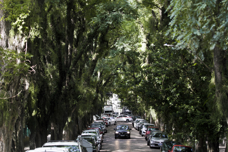Porto Alegre será primeira capital do país a fazer uso de um software para gestão da arborização urbana