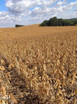 Chuva atrasa semeadura da soja e coloca rendimento da safra em xeque