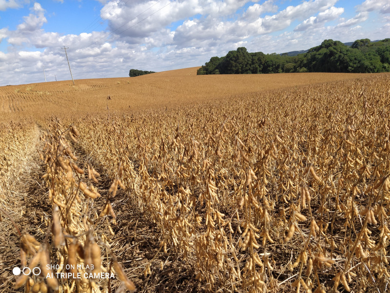 Semeadura de variedades de sementes fora do período ideal ameaça produtividade da soja
