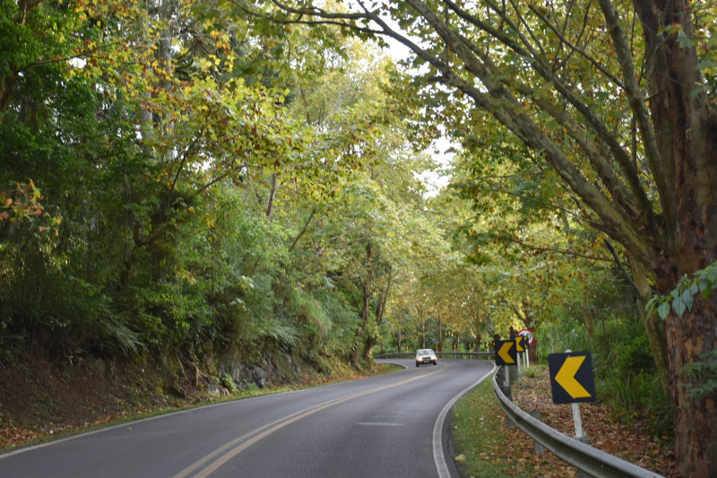 Plátanos em Nova Petrópolis 