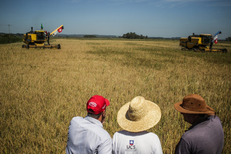 Laudo da UFSM atestou que arroz do MST não tem agrotóxico