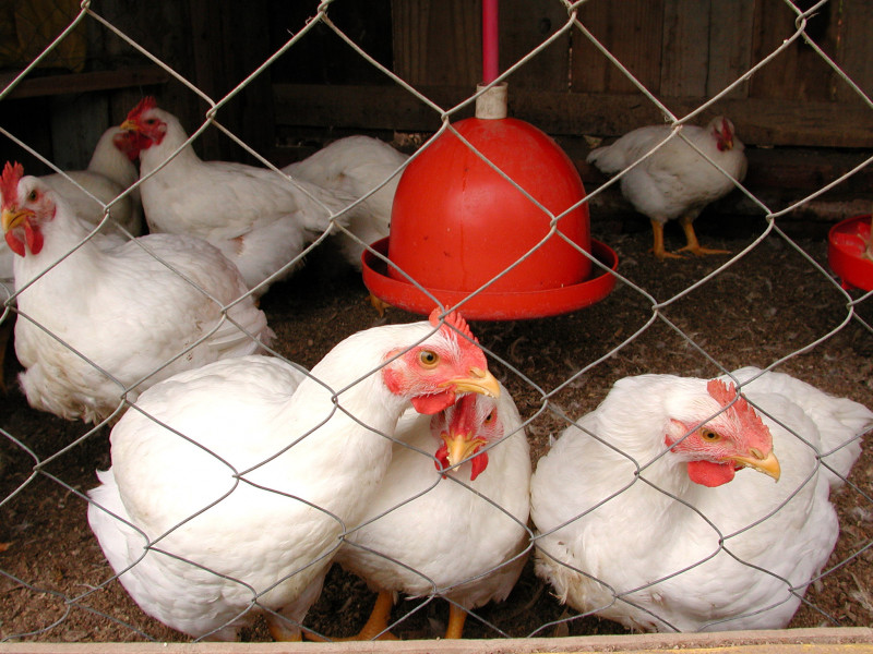 A autoridade sanitária brasileira informou sobre um surto de gripe aviária em uma unidade avícola em Montenegro