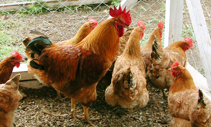 Os casos não alteraram status do Brasil pela OMS de estar livre da  gripe aviária 