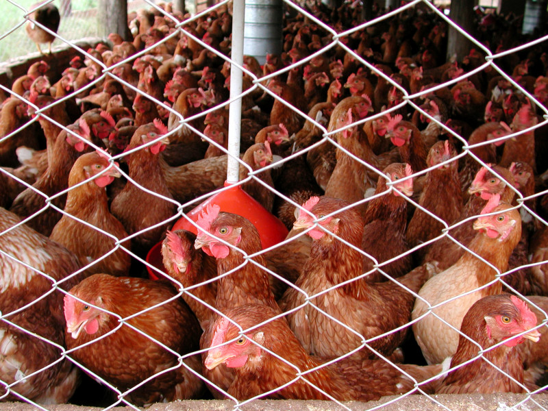 Em nota, a pasta informou que amostras do paciente suspeito e de outras 32 pessoas que também trabalham no parque estão em análise no Laboratório Central de Saúde Pública do Espírito Santo