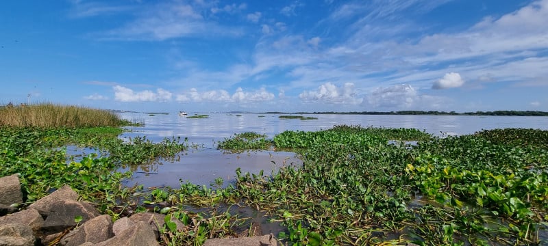 Devido às chuvas da última semana, material orgânico dos afluentes do Guaíba impactaram na qualidade da água 