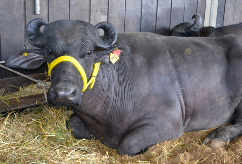 Ao todo, 14 búfalos serão levados ao Parque de Exposições Assis Brasil durante a Fenasul Expoleite