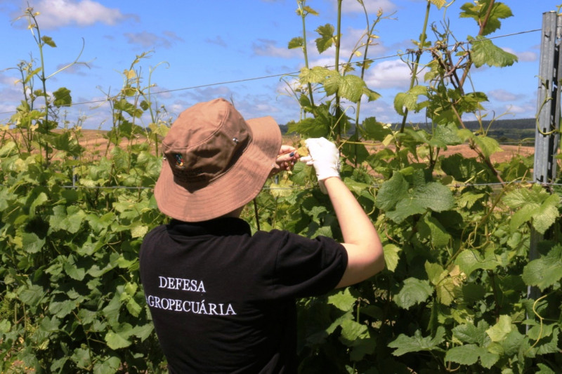 A secretaria recebeu 55 denúncias de deriva de agrotóxicos, que resultaram na coleta de 58 amostras nas propriedades atingidas
