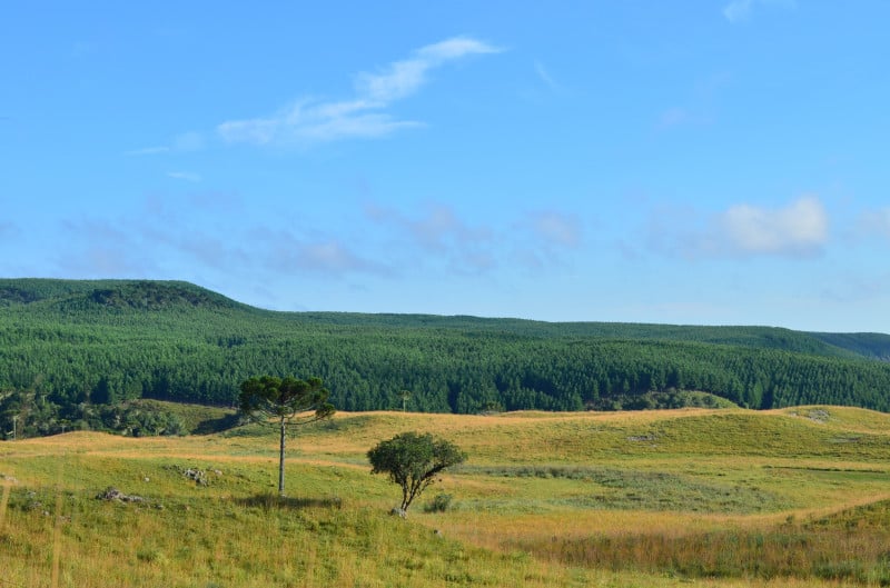 Silvicultura na região é marcada pelo cultivo da espécie pinus