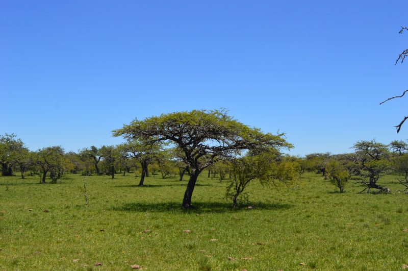 Governo debaterá ainda iniciativas para preservar o bioma Pampa