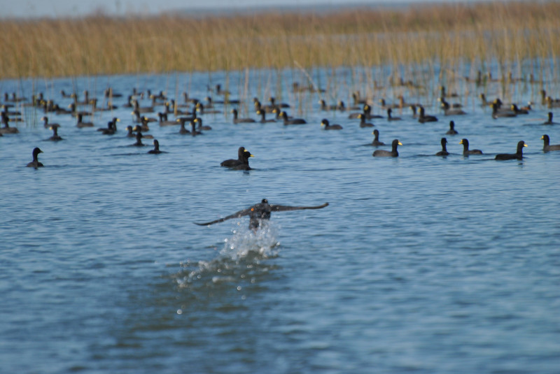 Cerca de 36 aves foram encontradas mortas na reserva ecológica