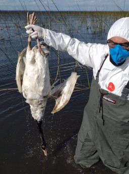 Casos suspeitos abrangem criadouros, abatedouros, aves de subsistência e animais silvestres