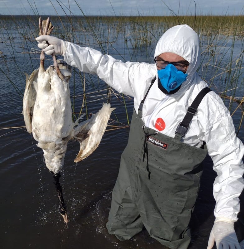 {'nm_midia_inter_thumb1':'https://www.jornaldocomercio.com/_midias/jpg/2023/05/30/206x137/1_icmbio1-10227497.jpg', 'id_midia_tipo':'2', 'id_tetag_galer':'', 'id_midia':'6476672e378cb', 'cd_midia':10227497, 'ds_midia_link': 'https://www.jornaldocomercio.com/_midias/jpg/2023/05/30/icmbio1-10227497.jpg', 'ds_midia': 'T&eacute;cnicos do ICMBio e da Secretaria da Agricultura vasculham a Esta&ccedil;&atilde;o Ecol&oacute;gica do Taim e recolhem aves mortas ou doentes - INFLUENZA AVI&Aacute;RIA - GRIPE AVI&Aacute;RIA', 'ds_midia_credi': 'ESEC/TAIM/DIVULGA&Ccedil;&Atilde;O/JC', 'ds_midia_titlo': 'T&eacute;cnicos do ICMBio e da Secretaria da Agricultura vasculham a Esta&ccedil;&atilde;o Ecol&oacute;gica do Taim e recolhem aves mortas ou doentes - INFLUENZA AVI&Aacute;RIA - GRIPE AVI&Aacute;RIA', 'cd_tetag': '1', 'cd_midia_w': '784', 'cd_midia_h': '800', 'align': 'Left'}