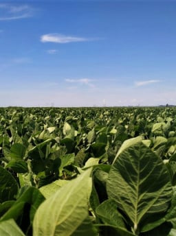 Santa Catarina autoriza prorrogação do plantio da safra 2023/24 de soja em 20 dias