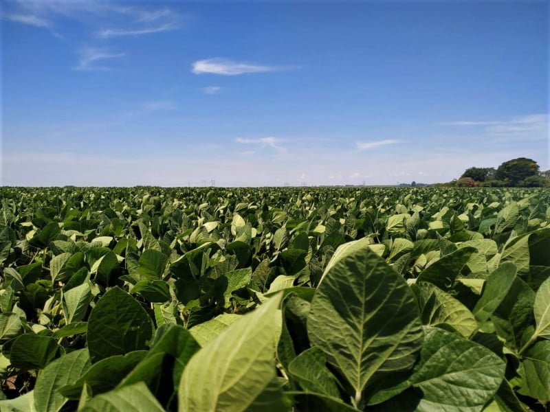 Lavoura de soja sob consultoria da ConnectFarm, que dá orientação e vê caminhos no mercado de sequestro de carbono na agricultura
