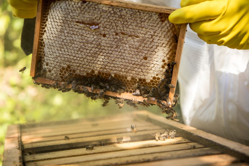 Cidade da Regi&atilde;o Central &eacute; considerada a principal produtora do Rio Grande do Sul