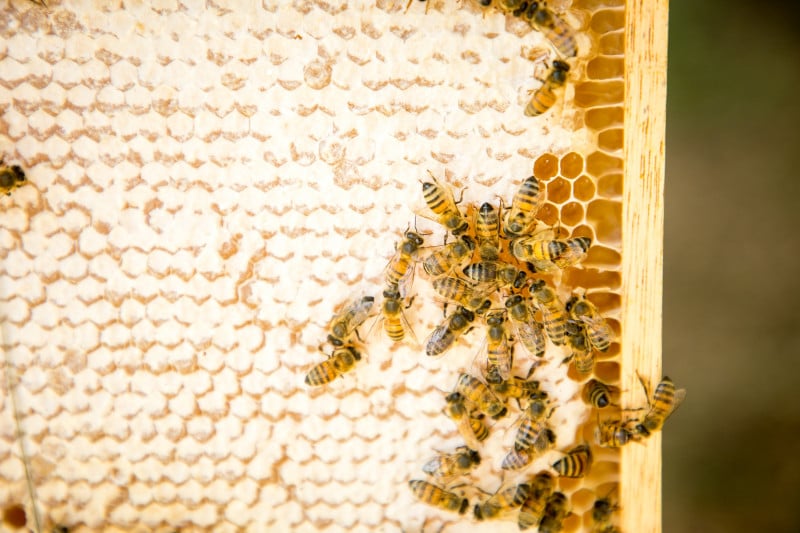 Apicultores bageenses ligados à Casa do Mel têm expectativa de aumentar vendas em 50%